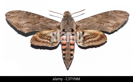 Convolvulus Hawk-moth (Agrius convolvuli) isolato su sfondo bianco Foto Stock