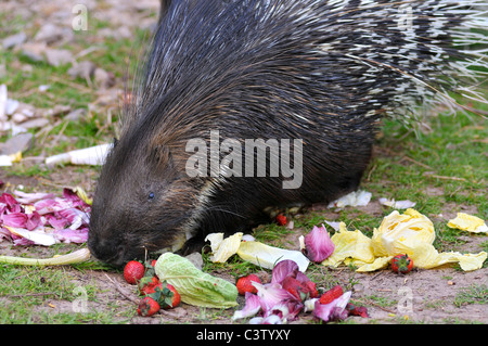 Closeup Indian Istrice (Hystrix indica) mangiare le verdure Foto Stock