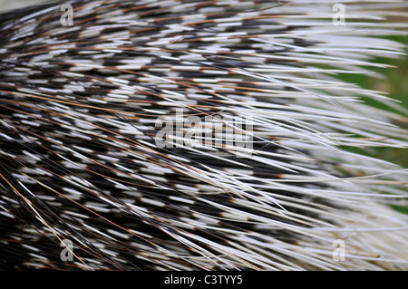 Closeup quills di Indian porcupine (Hystrix indica) Foto Stock