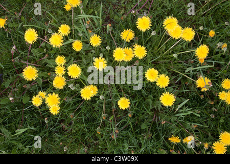 Comune di tarassaco Taraxacum officinale America del Nord Foto Stock