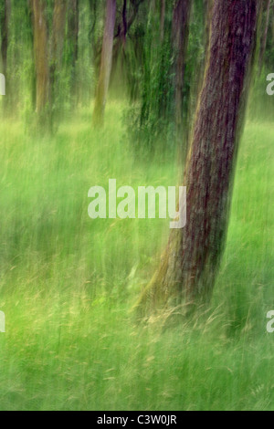 Intenzionale di movimento della telecamera rende astratta immagine di alberi in Glen Nevis, Scozia Foto Stock