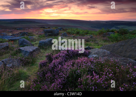 Sun sorge oltre il luminoso di erica viola in fiore a Owler Tor vicino a Hathersage in Peak District of England Foto Stock