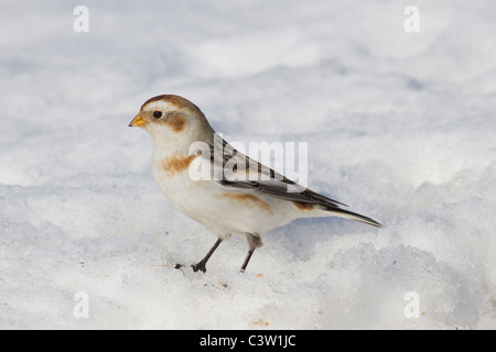 Snow Bunting alimentazione in snow drift Foto Stock