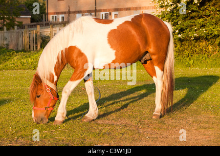 Un cavallo tethered sulla terra aperta in Billingham su Teeside, UK, di fronte a una casa abbandonata. Foto Stock