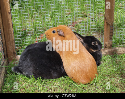 La cavia e Rex Dwarf Rabbit giacente insieme in esecuzione. Regno Unito Foto Stock