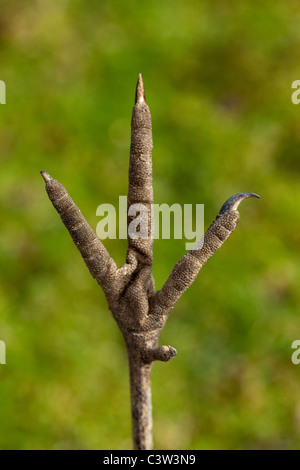 Demoiselle gru (Anthropoides virgo). La parte inferiore del piede destro. Foto Stock