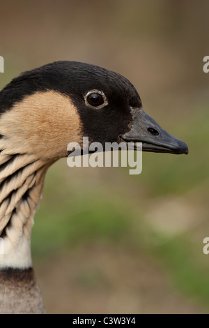 Oca hawaiana o ne-ne (Branta sandvicensis). Maschio adulto o gander. Foto Stock