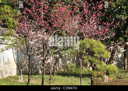 Fiore di Ciliegio alberi Foto Stock