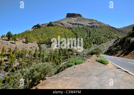 Picco vulcanico e la foresta del pino spagnolo a Tenerife nelle isole Canarie Foto Stock