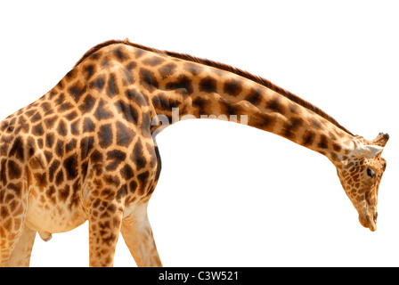 Giraffe (Giraffa camelopardalis) visto di profilo la testa a terra isolata su sfondo bianco Foto Stock