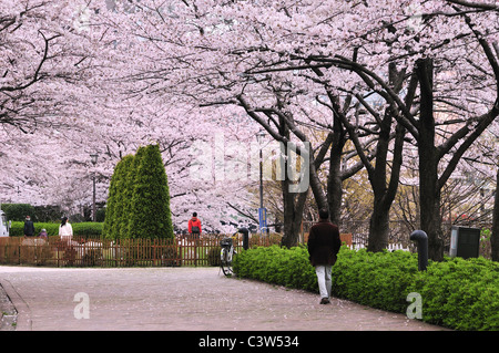 Fiore di Ciliegio alberi in posizione di parcheggio Foto Stock