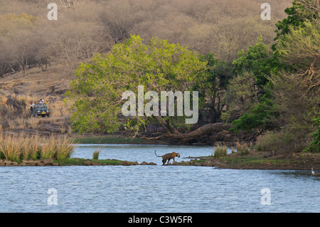 Tigre maschio attraversando un lago in Ranthanbhore riserva della tigre Foto Stock