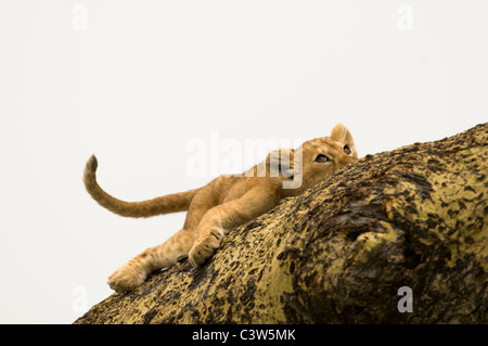 Un tree-climbing LION CUB coetanei fino dal suo punto di appoggio su di un albero di acacia nel Parco Nazionale del Serengeti, Tanzania. Foto Stock