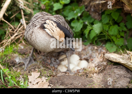 L'oca hawaiana (Branta sandvicensis). Donna in piedi sopra il suo nido rivelando la frizione completa di sei uova. Foto Stock