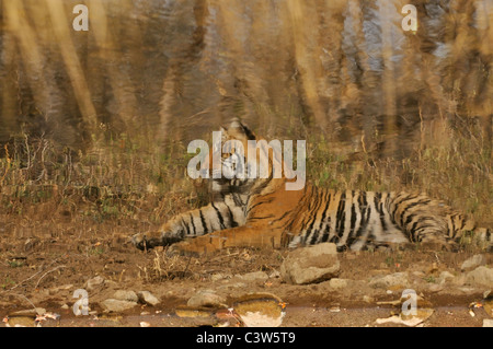 La riflessione in acqua di una tigre seduto vicino a un fiume in Ranthambhore Foto Stock