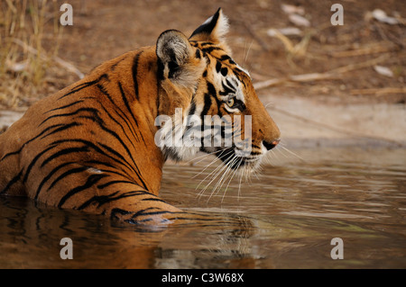 Colpo alla testa di un selvaggio tiger in Ranthambhore national park Foto Stock