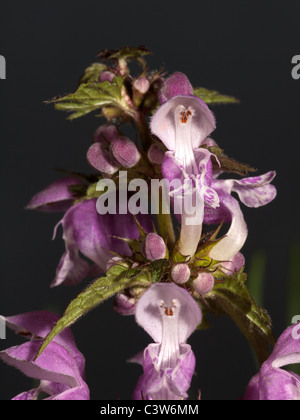 Lamium maculatum, pezzata deadnettle, verticale ritratto di fiori di colore rosa con bel al di fuori della messa a fuoco lo sfondo. Foto Stock