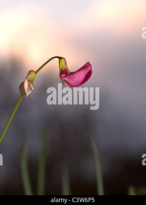 Lathyrus montanus, amaro veccia. ritratto verticale di fiore rosso con una bella fuori fuoco sfondo. Foto Stock