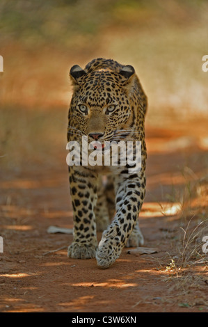 Leopard su piste in Ranthambhore riserva della tigre Foto Stock