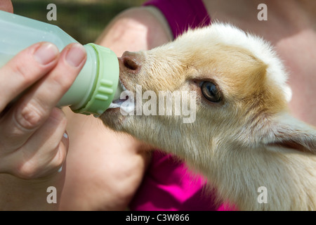 Coltivatore di capra feed bottiglia di latte a un bambino di capra a mano. Foto Stock