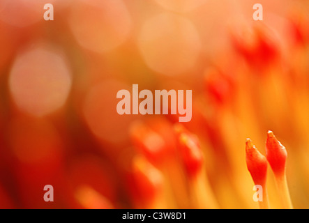 Abstract di Leucospermum, presi in Sud Africa Foto Stock