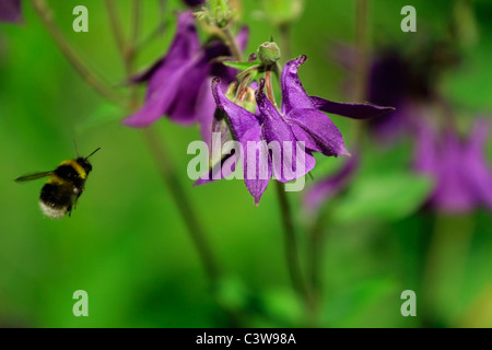 Bumblebee volando verso un fiore di aquilegia. Foto Stock