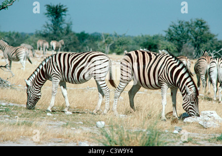 Chapman's zebra (Equus burchelli antiquorum (= Hippotigris quagga antiquorum) : Equidi) pascolo a Etosha Pan Namibia Foto Stock