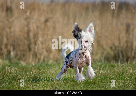 Chinese crested dog (Canis lupus familiaris) nel campo Foto Stock