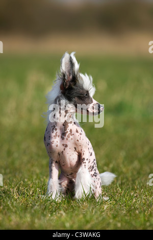 Chinese crested dog (Canis lupus familiaris) seduta nel campo Foto Stock