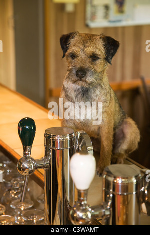 Border Terrier cane (Canis lupus familiaris) in bar Foto Stock