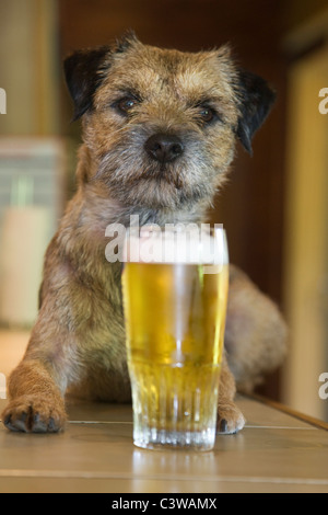 Border Terrier (Canis lupus familiaris) il cane nel bar con un bicchiere di birra Foto Stock