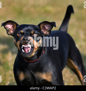 Manchester Terrier (Canis lupus familiaris) che mostra denti mentre ringhiando Foto Stock