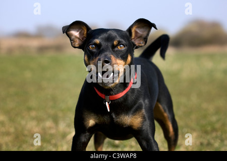 Manchester Terrier (Canis lupus familiaris) close-up di cane che abbaia Foto Stock