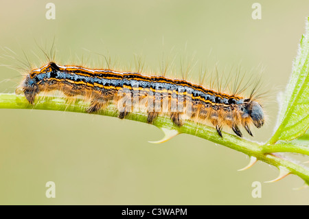 Lackey moth caterpillar Foto Stock