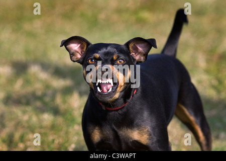 Manchester Terrier (Canis lupus familiaris) che mostra denti mentre ringhiando Foto Stock