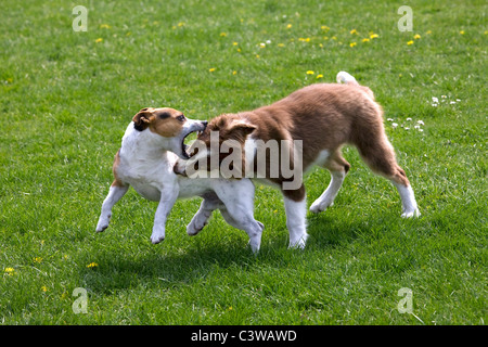 Rivestimento liscio Jack Russell Terrier e Border Collie pup (Canis lupus familiaris) giocando in giardino Foto Stock