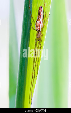 Ganasce lunghe orb spider web di riposo in foglia reed Foto Stock