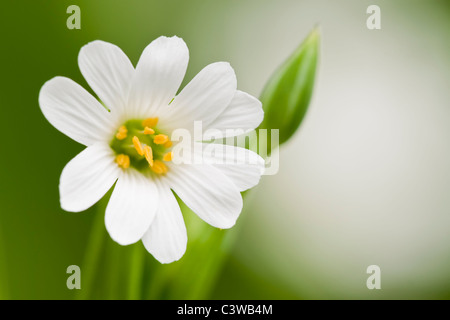 Close up di maggiore Stitchwort fiore Foto Stock