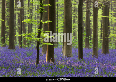 Bluebells (Endimione nonscriptus) nel bosco di faggio (Fagus sylvatica), Hallerbos, Belgio Foto Stock