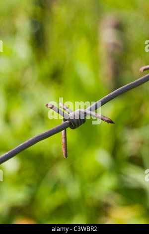 Filo spinato contro erba verde e fogliame Foto Stock