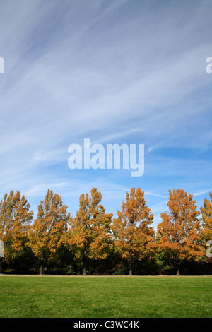 Alberi di acero allineati lungo un marciapiede a inizio autunno, Ault Park, Cincinnati, Ohio, Stati Uniti d'America Foto Stock