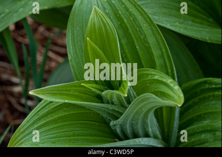 Un ampio e verde foglia giglio di mais trovati sul ghiacciaio Shoup Trail a Valdez in Alaska. Foto Stock