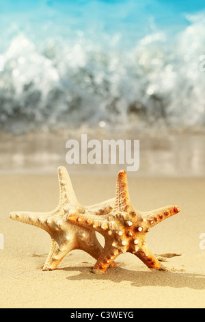 Primo piano della stella di mare sulla spiaggia Foto Stock