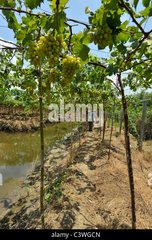 La raccolta di bianco di uve di Malacca, floating vigneti di Samut Sakhon e di Ratchaburi, Thailandia Foto Stock