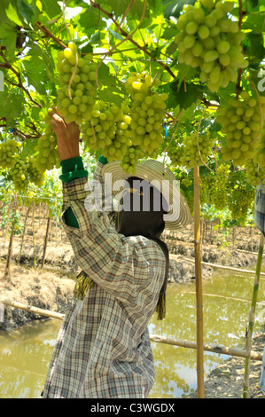 La raccolta di bianco di uve di Malacca, floating vigneti di Samut Sakhon e di Ratchaburi, Thailandia Foto Stock