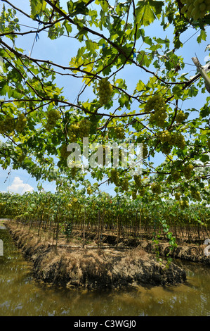 Vigneti flottante di Samut Sakhon e di Ratchaburi, Thailandia Foto Stock