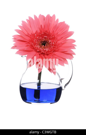 Pink gerbera in vaso su sfondo bianco Foto Stock