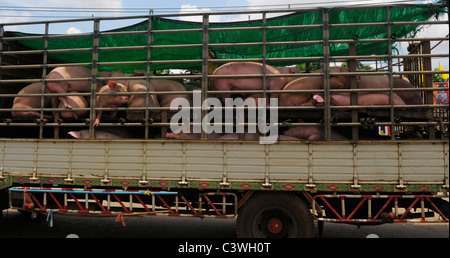 La crudeltà verso gli animali , i suini in transito a thai-frontiera cambogiana tra Aranyaprathet, Thailandia e Poipet , in Cambogia . Foto Stock