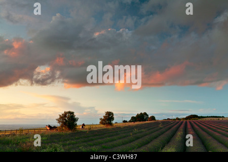 Regolazione del sole dipinge i bei campi di lavanda vicino Snowshill in Gloucesershire, Inghilterra Foto Stock