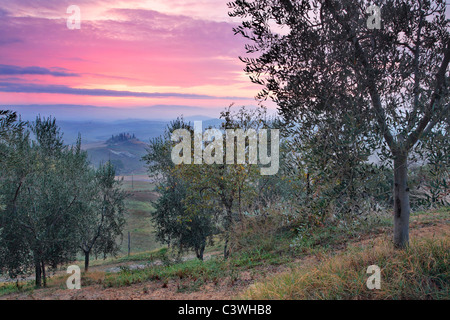 Misty sunrise su una solitaria villa come visto da un uliveto nei pressi di San Quirico d'Orcia in Toscana, Italia Foto Stock